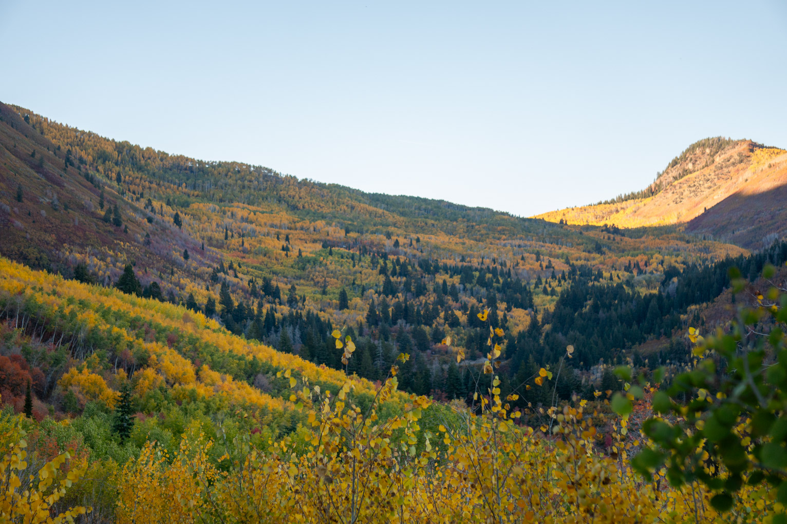 A mountainside full of bright yellow birches contrasting with dark pines and other still green trees